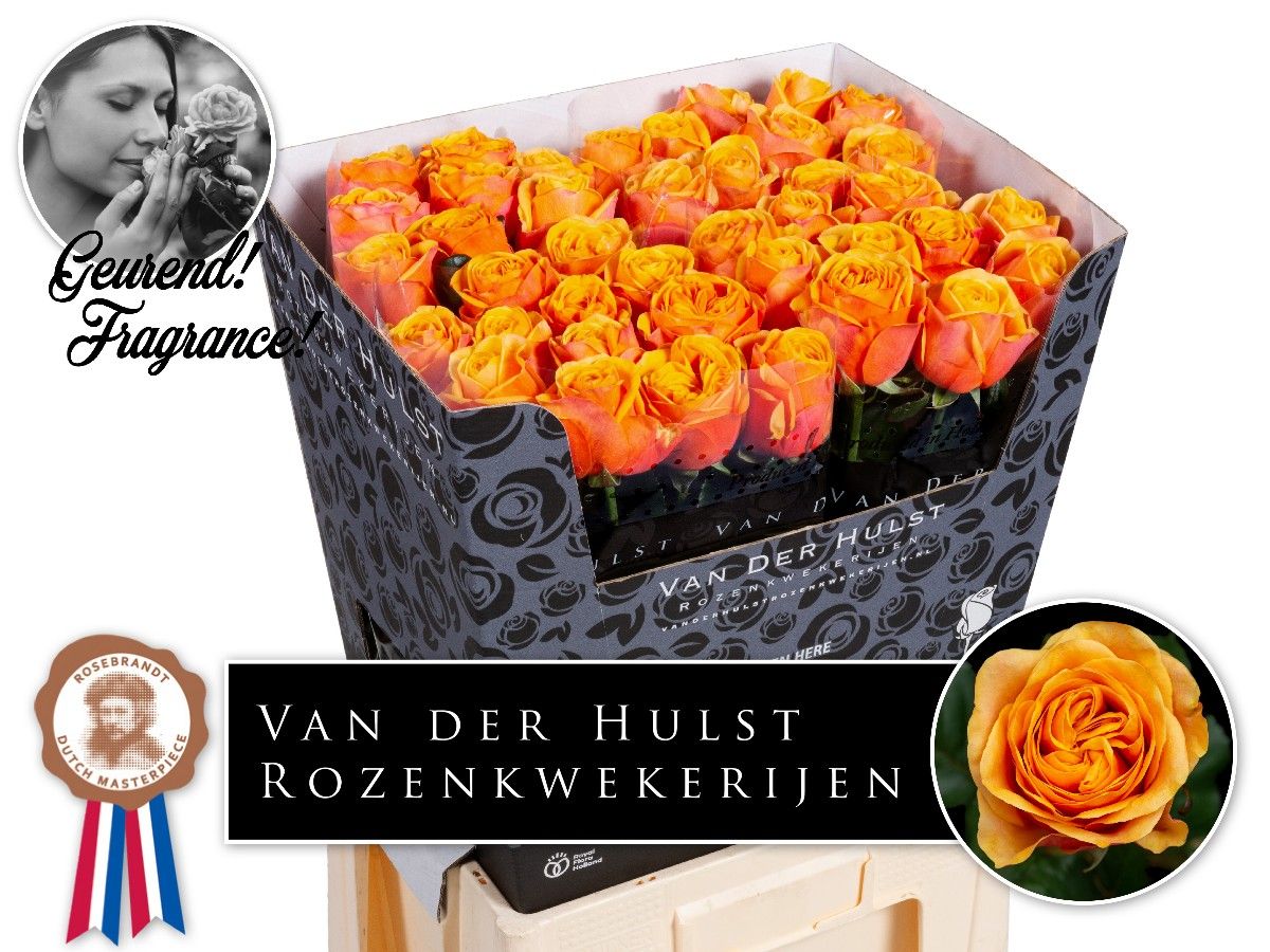 Роза од. Хлебана Оранж+ 70, шт.