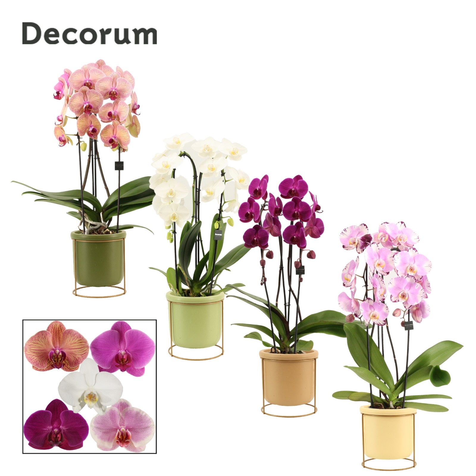 Phalaenopsis cascade 2 tak mix in Lynn (Silent moods-collection), D 12 cm