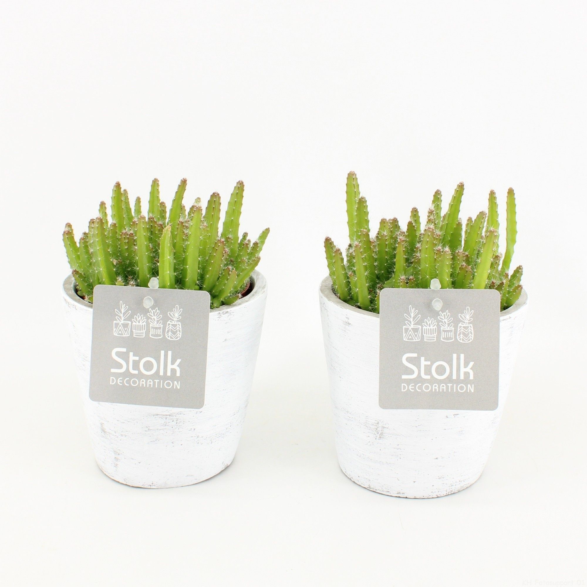 Hylocereus Undatus 10,5 in White Wash pot, D 11 cm