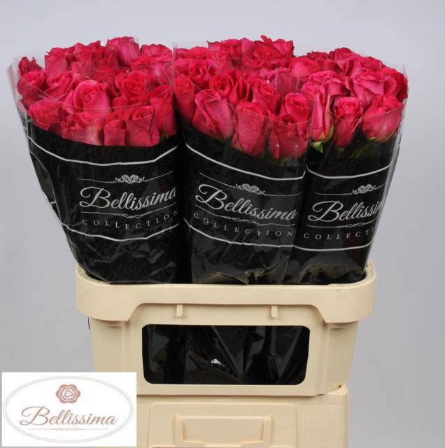 Роза од. Пинк Флойд 80, шт.