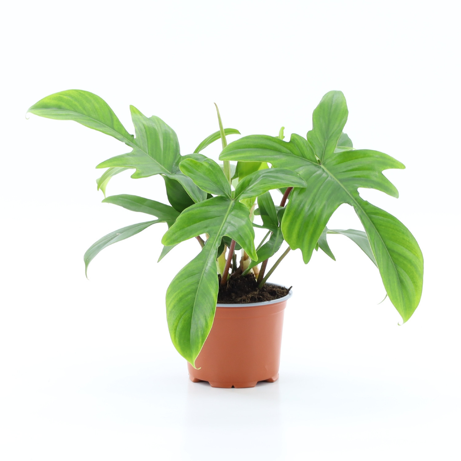 Philodendron 'Florida', D 12
