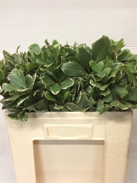 Питтоспорум Илан 55, шт.