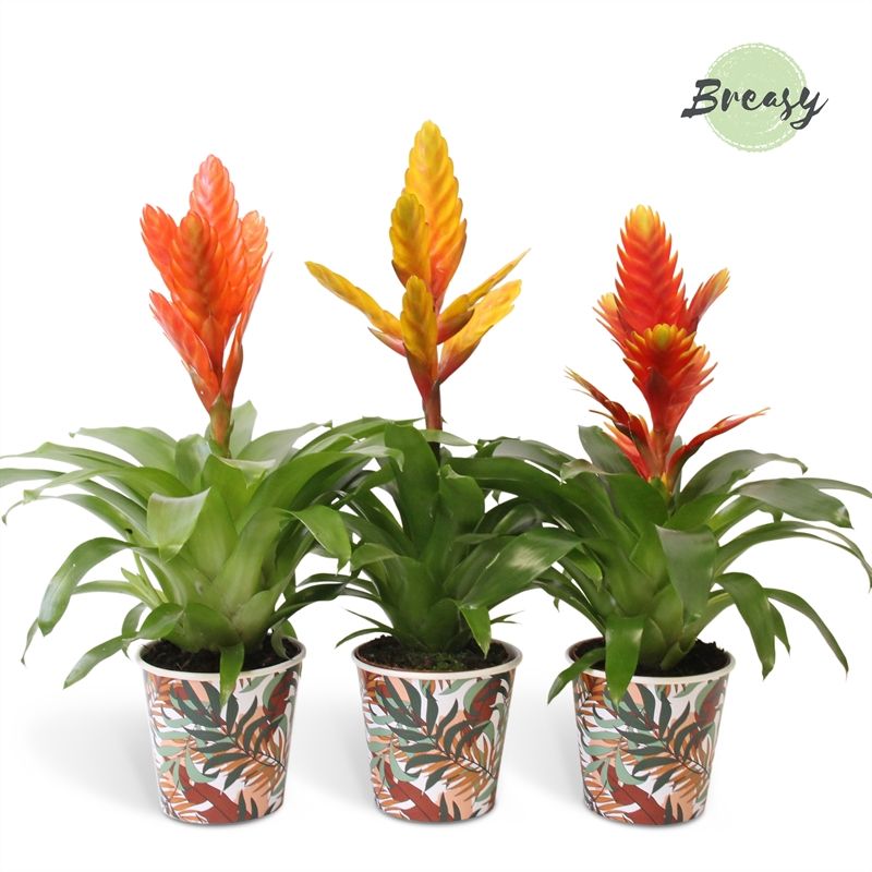 Vriesea Green - 13cm in Ponza | Mimesis, D 13