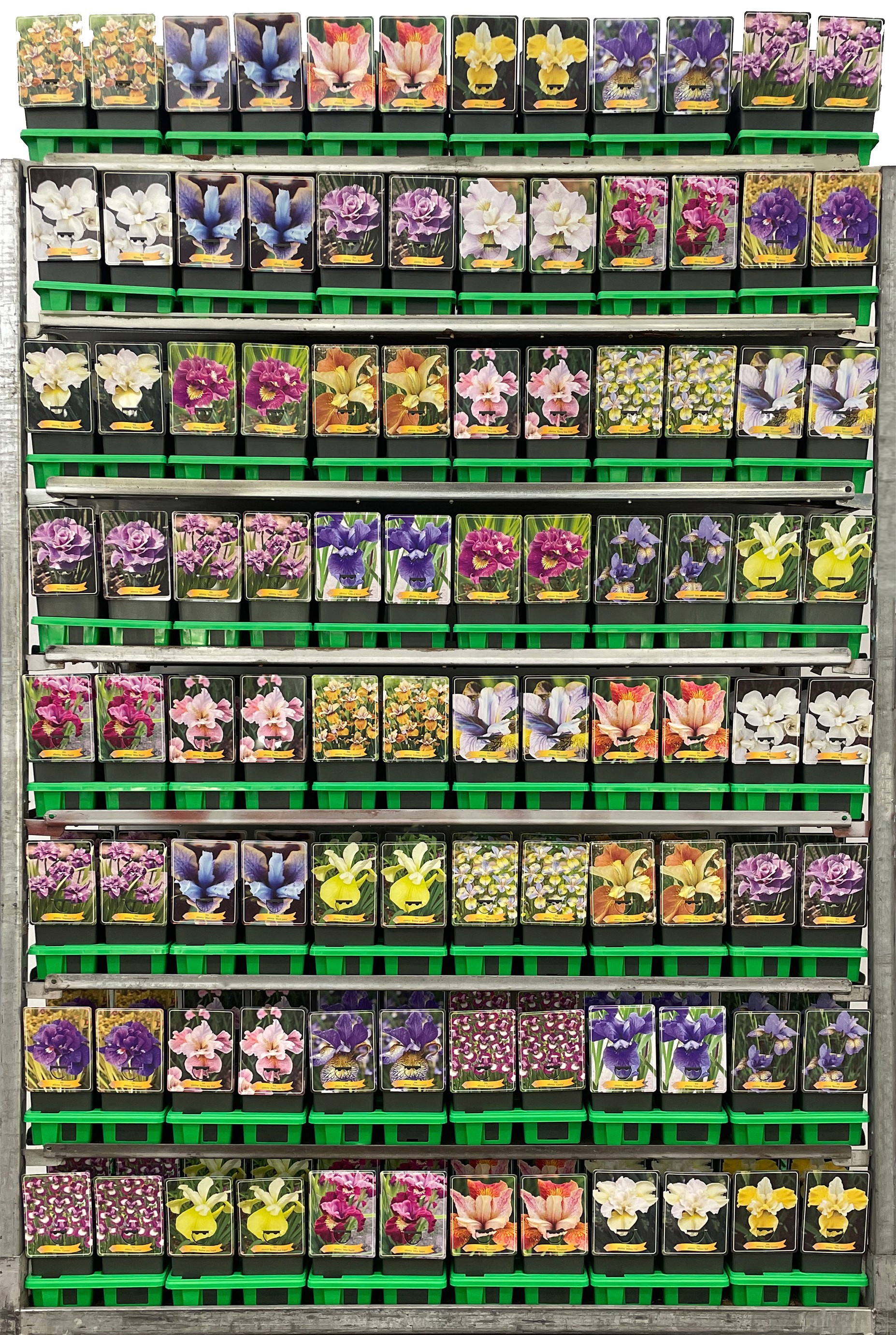 Iris sibirica Mix cc P11, D 11