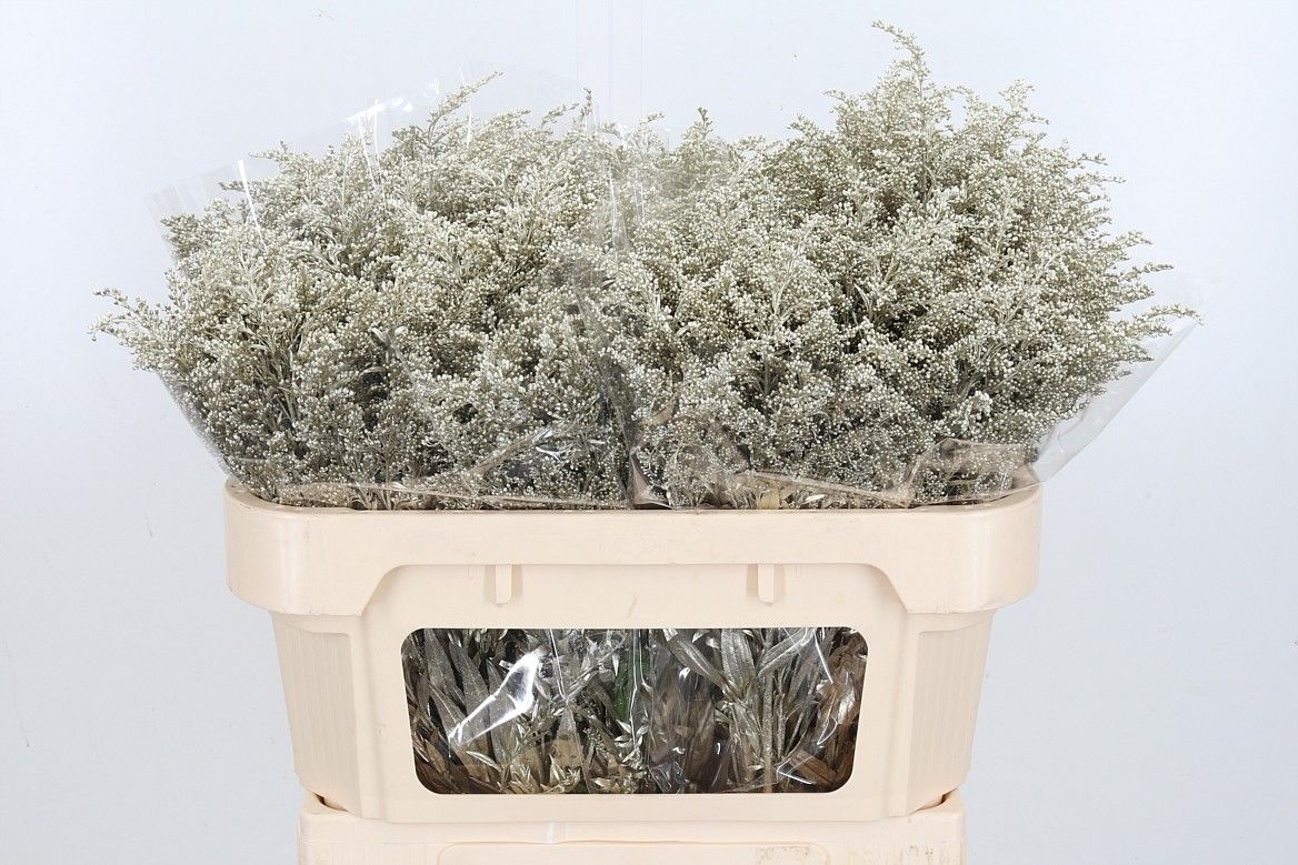 Солидаго Овериг Крашеный (краш. ) 80, шт.