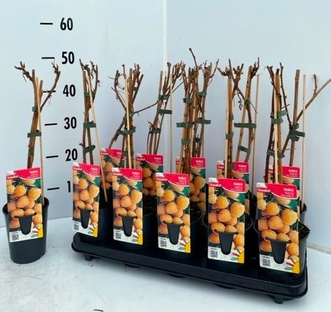 Rubus idaeus Fallgold, D 12