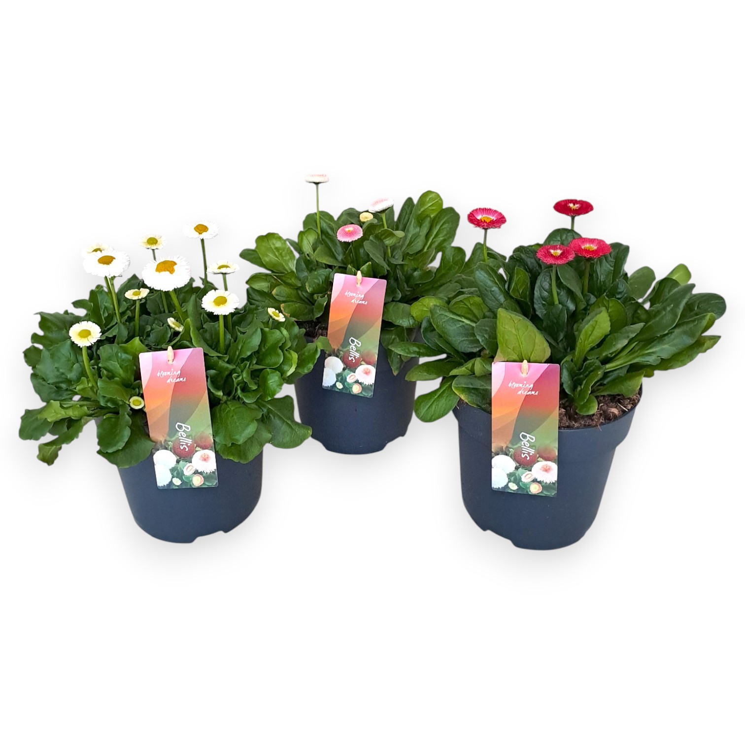 Bellis perennis Tasso mix per laag, D 17