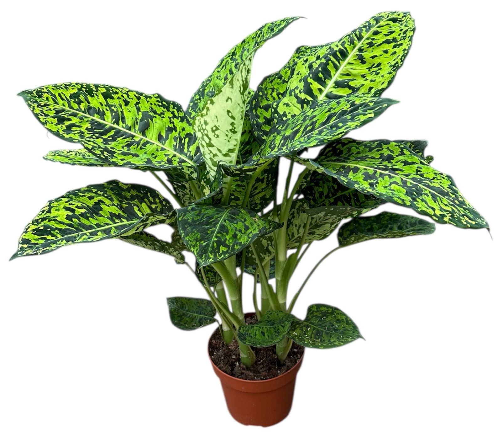 Dieffenbachia Reflector, D 17