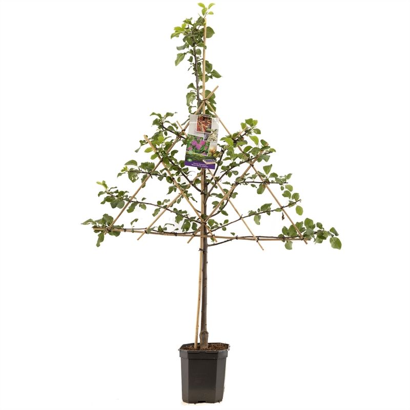 Prunus dom. R-Cl. d'Althan leivorm Rood-paarse pruim, D 24