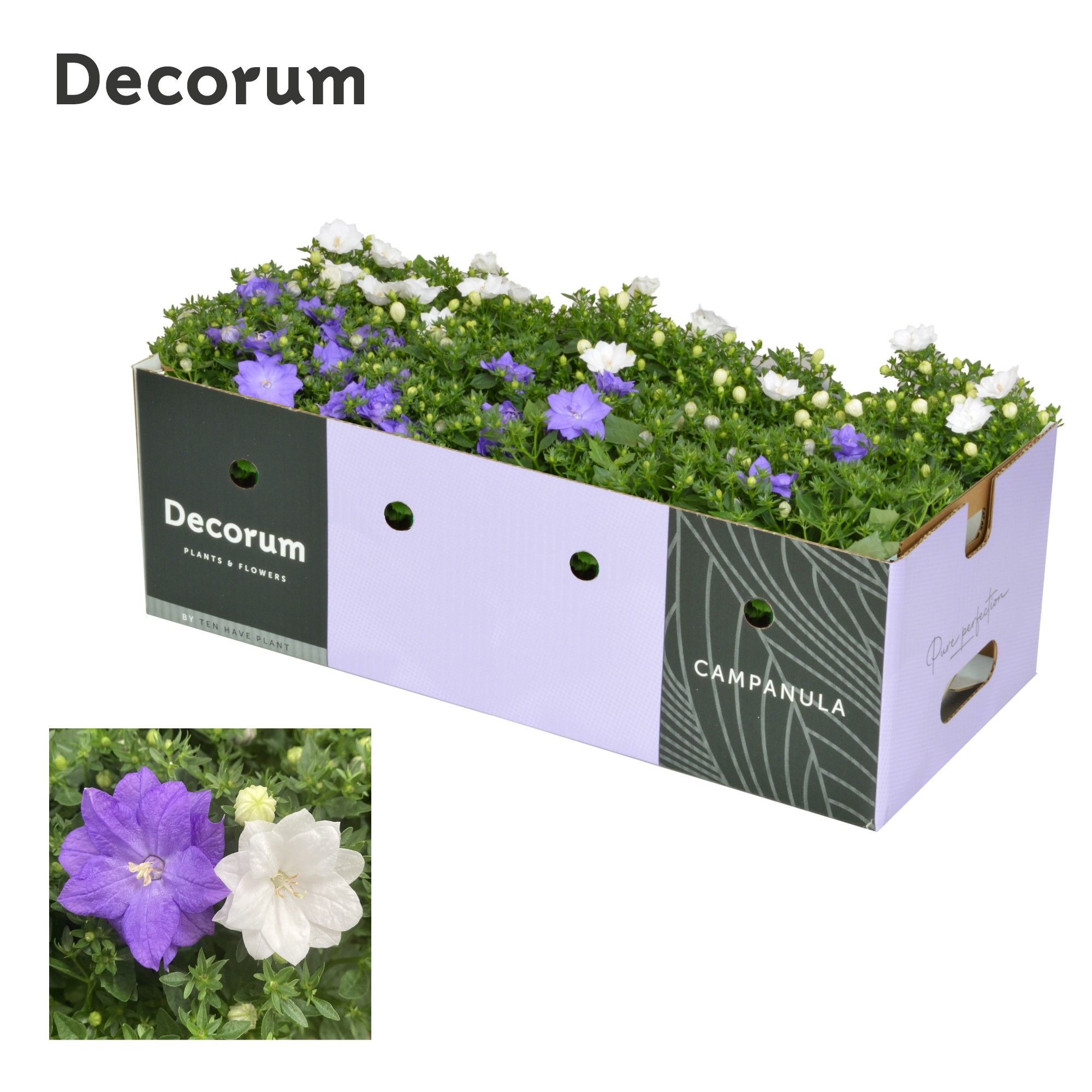 Campanula Dublin Mix Decobox, D 11