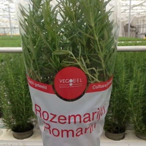 Rozemarijn P12, D 12