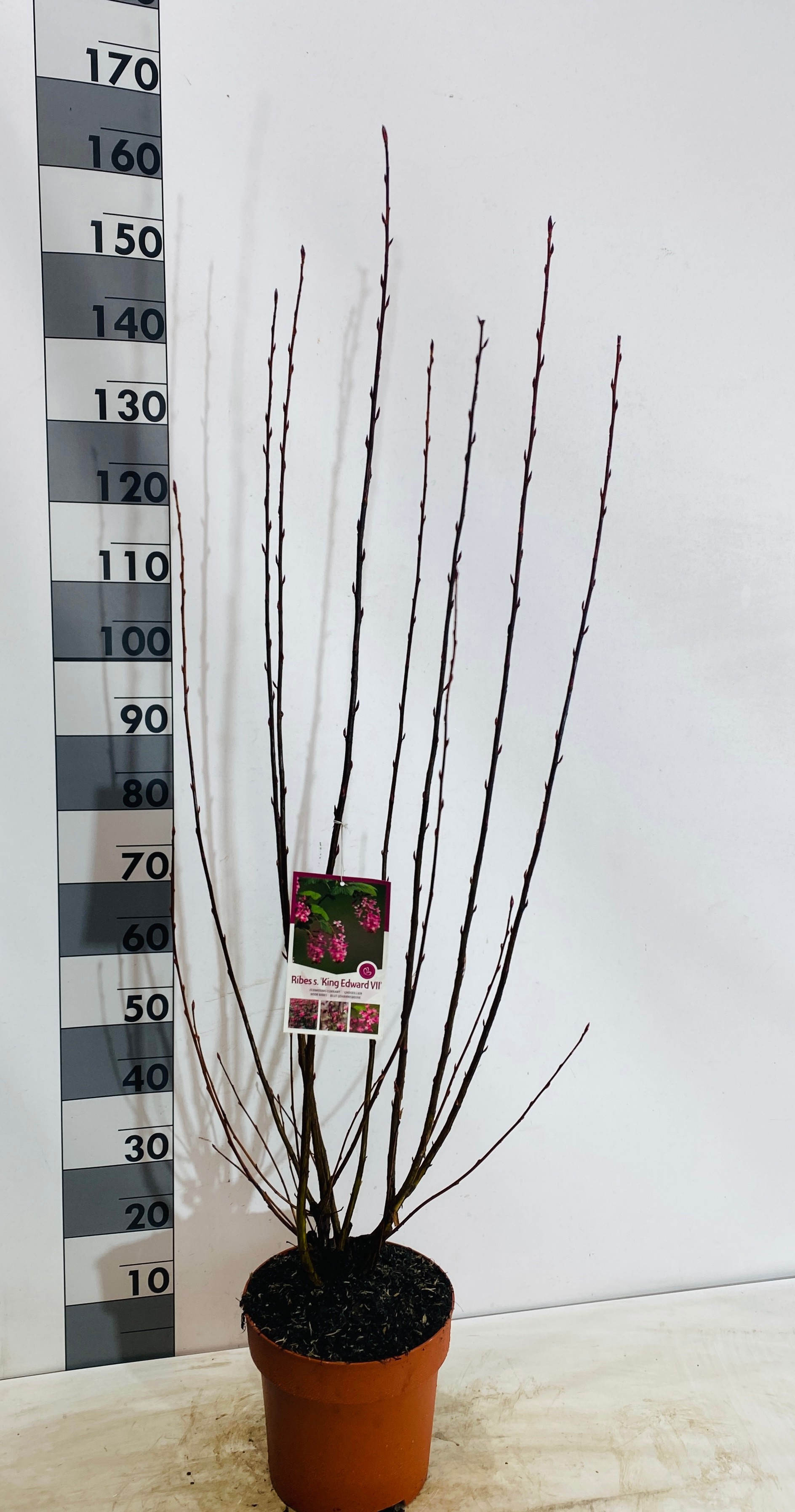 Ribes sang. 'King Edward Vll', D 27