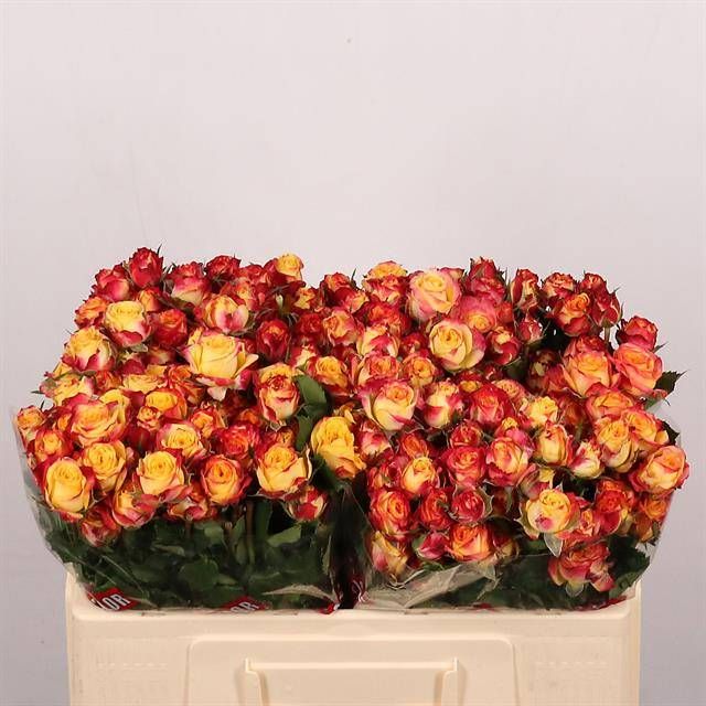 Роза куст. Лэнд Оф Фае 50, шт.