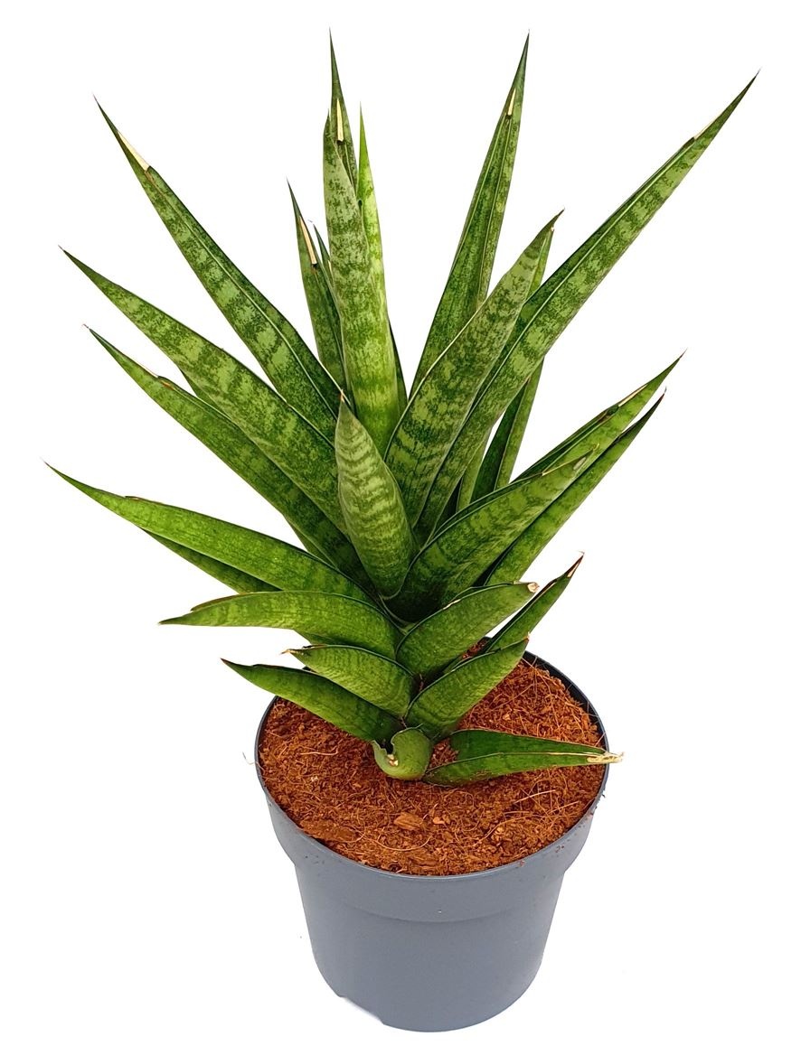 Sansevieria 'Tough Lady 1, D 14