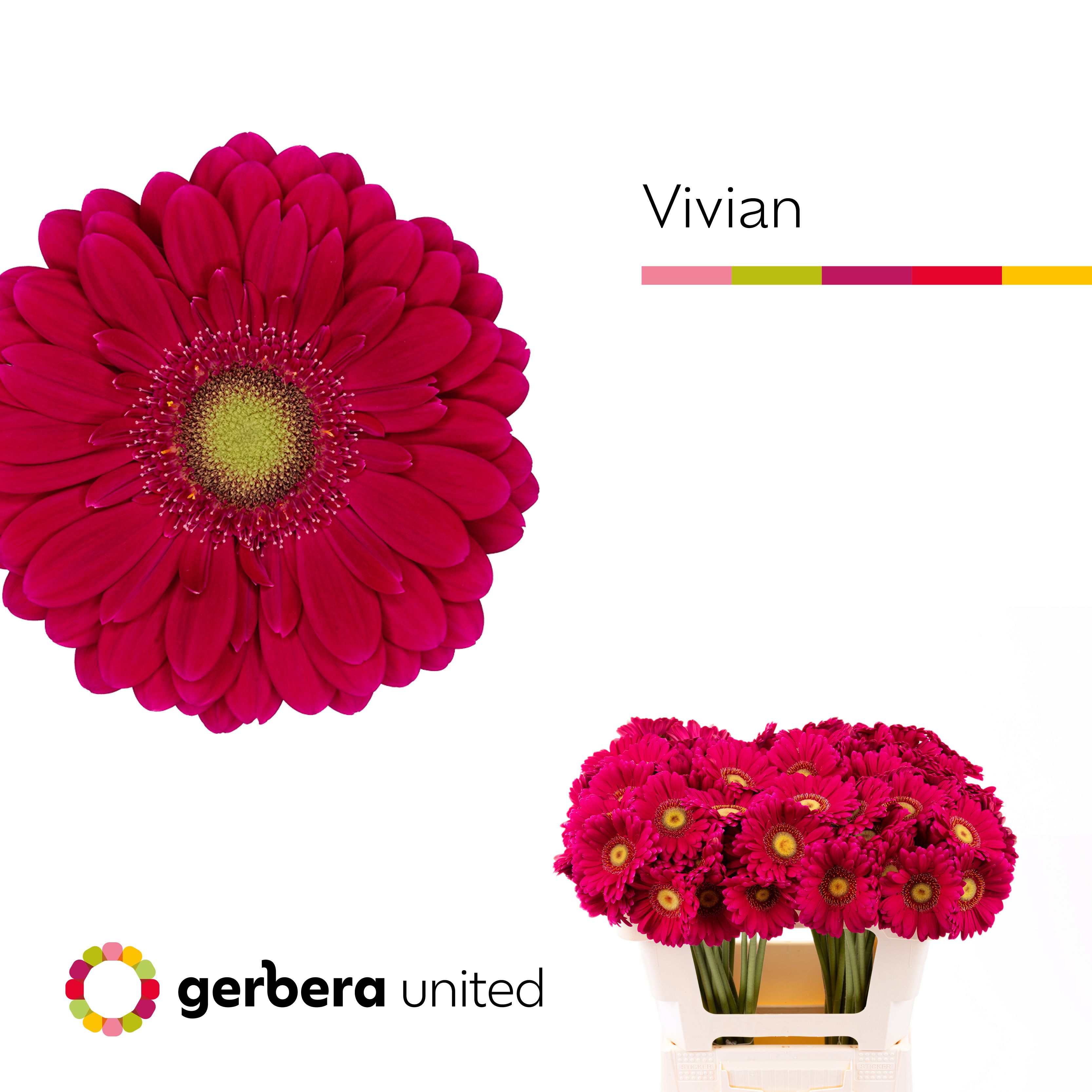 Гермини Вивьен, шт.