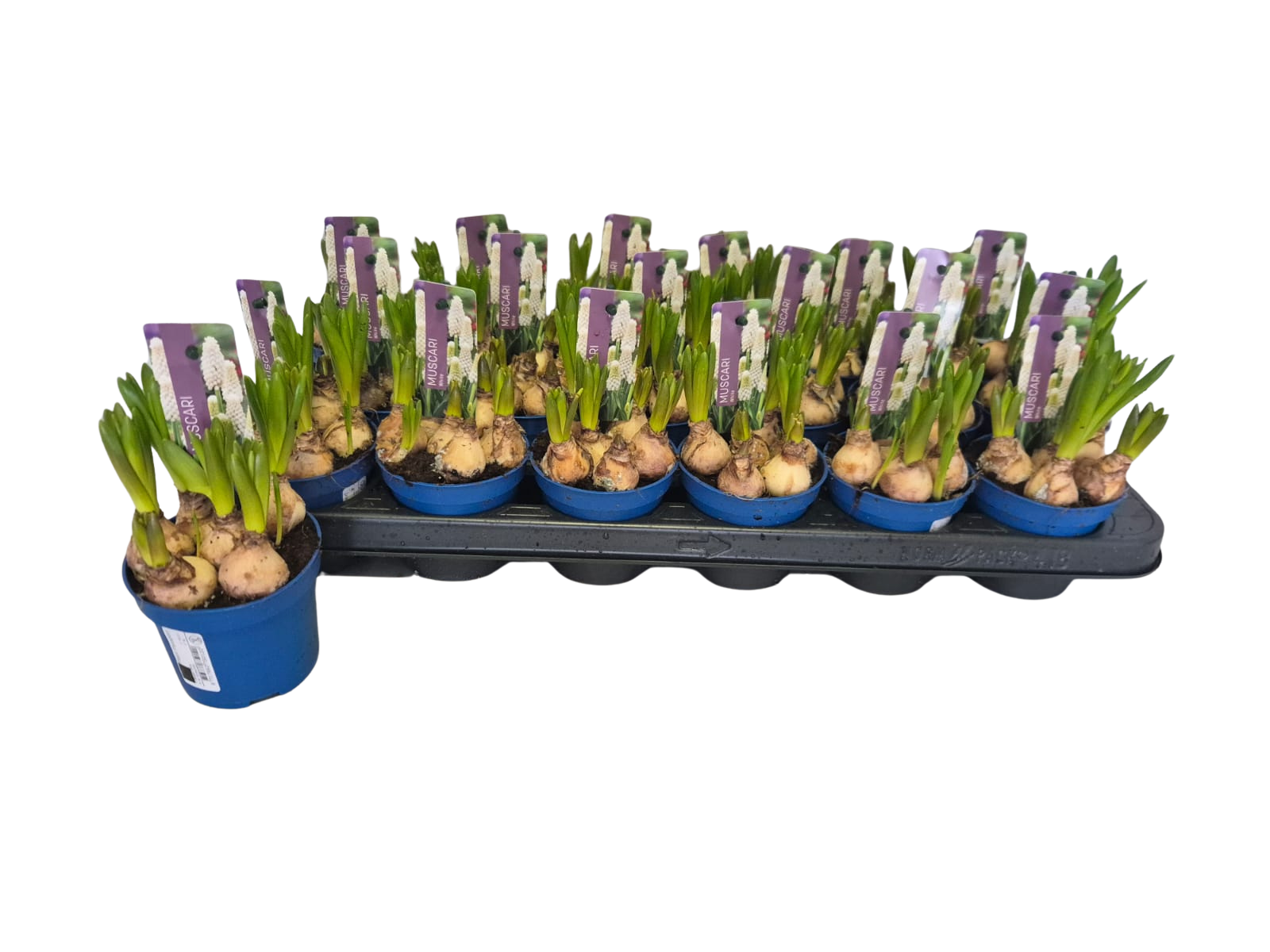 Muscari White Spear P9, D 9