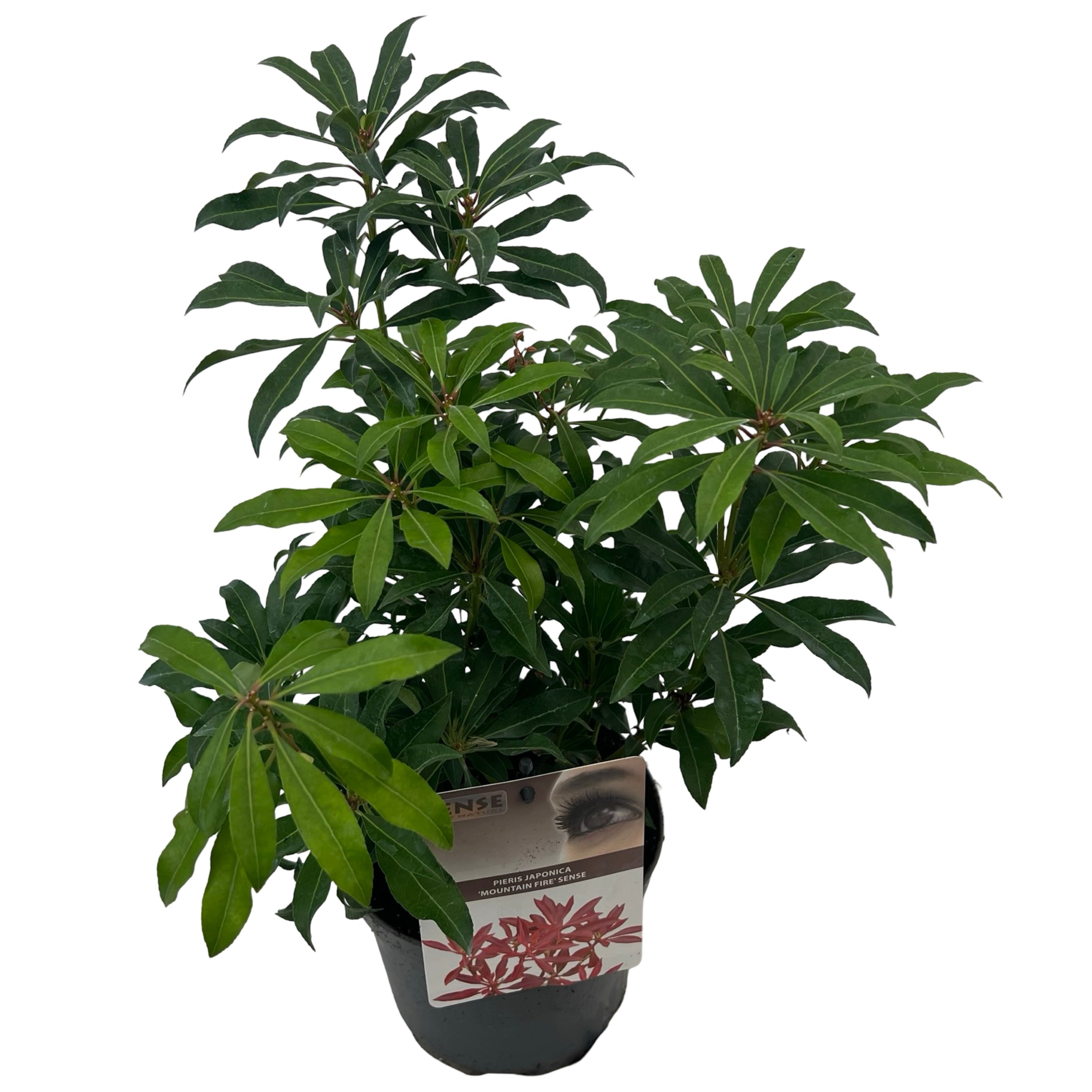 Pieris jap. 'Mountain Fire' sense, D 17