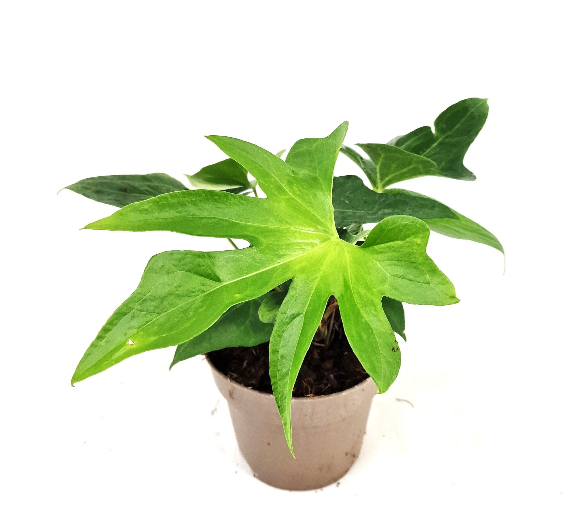 Anthurium Podophyllum, D 12