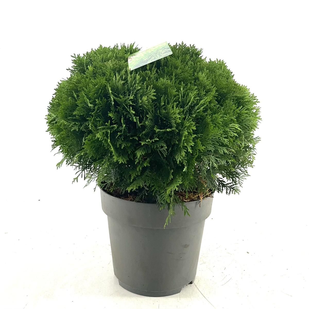 Thuja occ. 'Danica', D 29