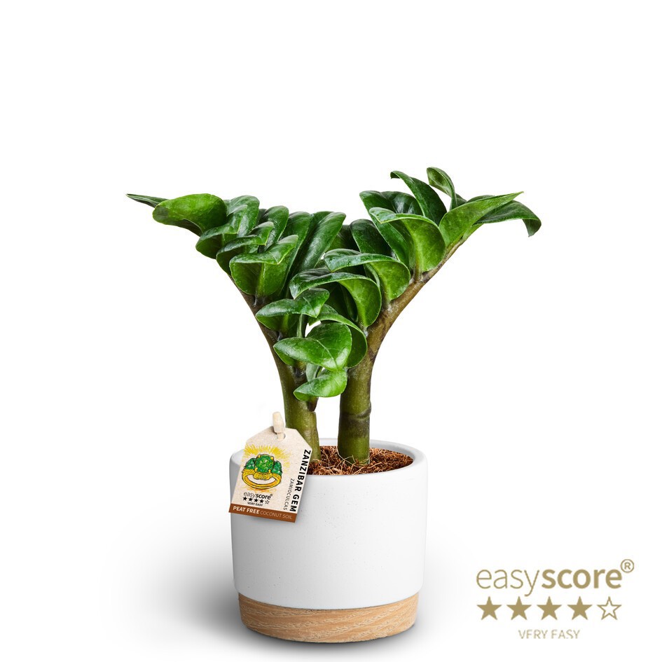 Woodbase White, ´Zenzi´, D 10 cm