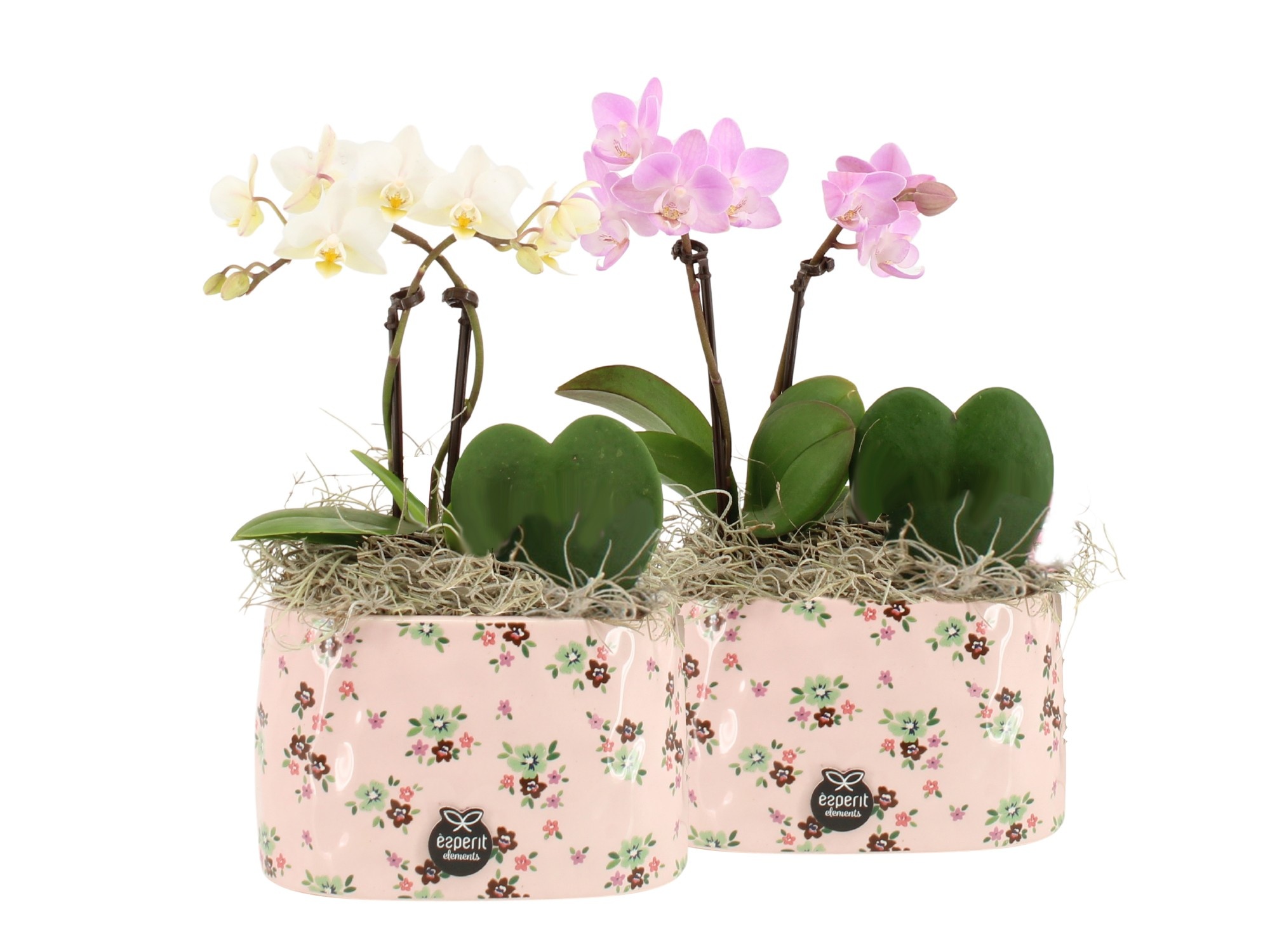 21642: Lovess arrangement, D 14