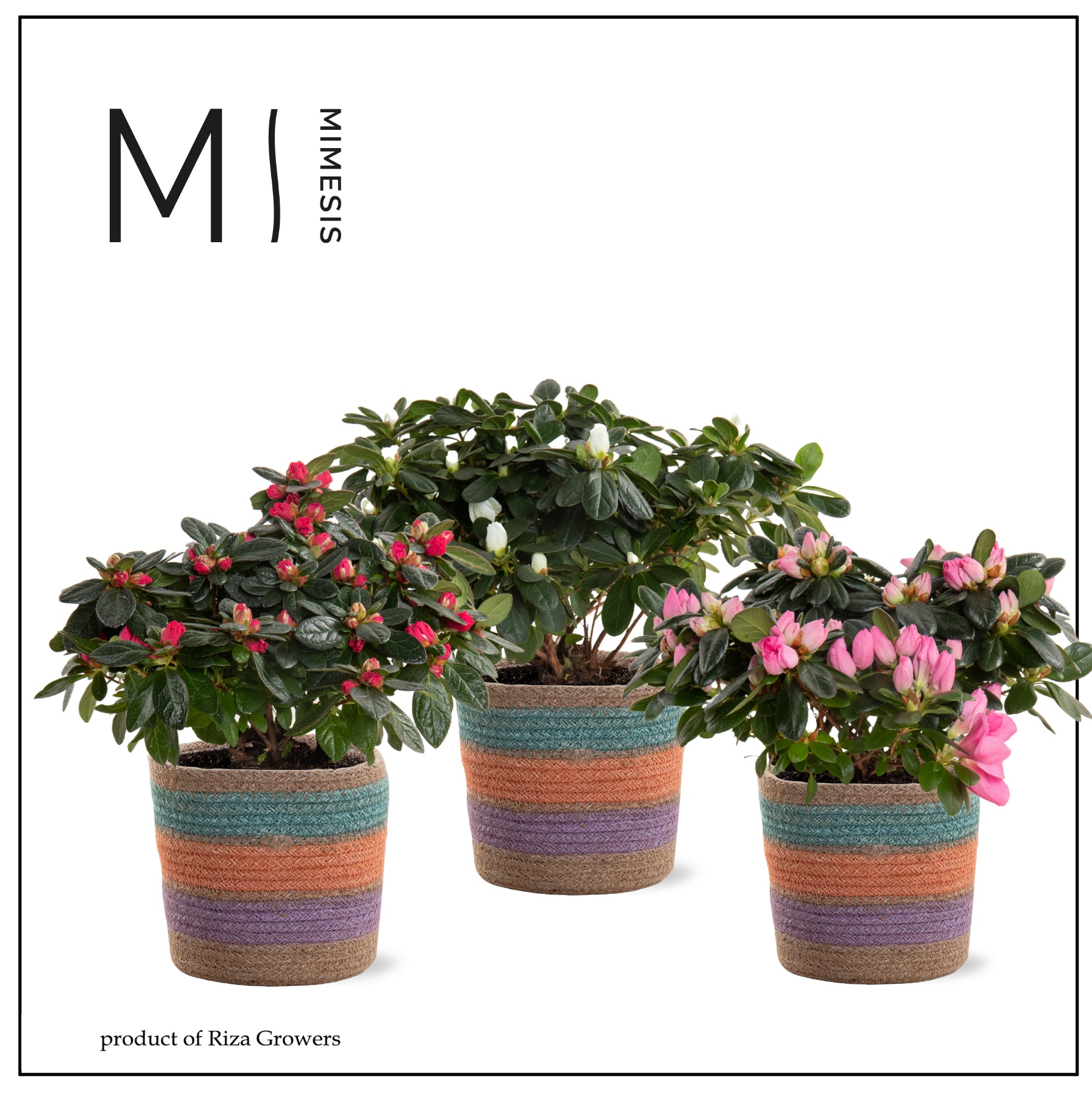 Azalea Mix - 13 cm in Tooske - Fun World, D 13