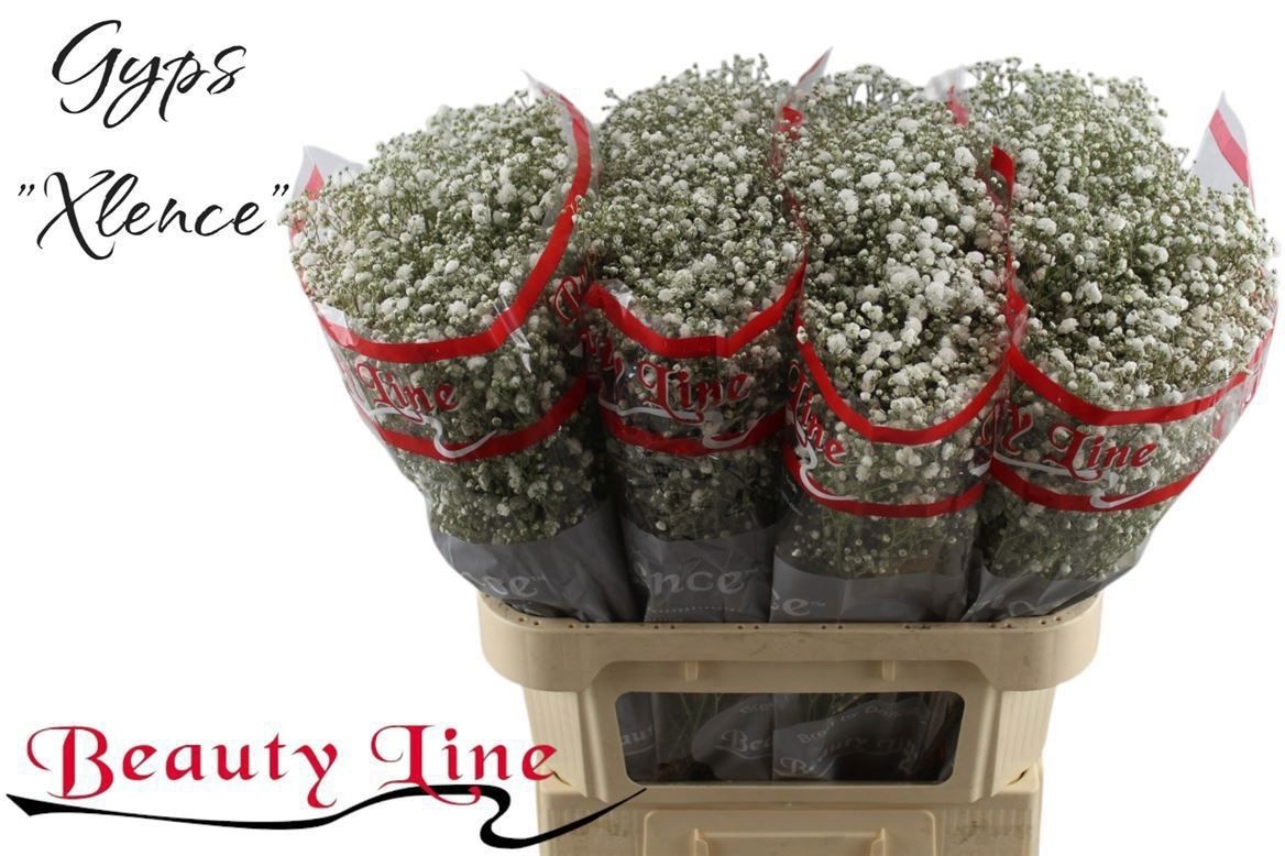 Гипсофила Экселенс 80, шт.