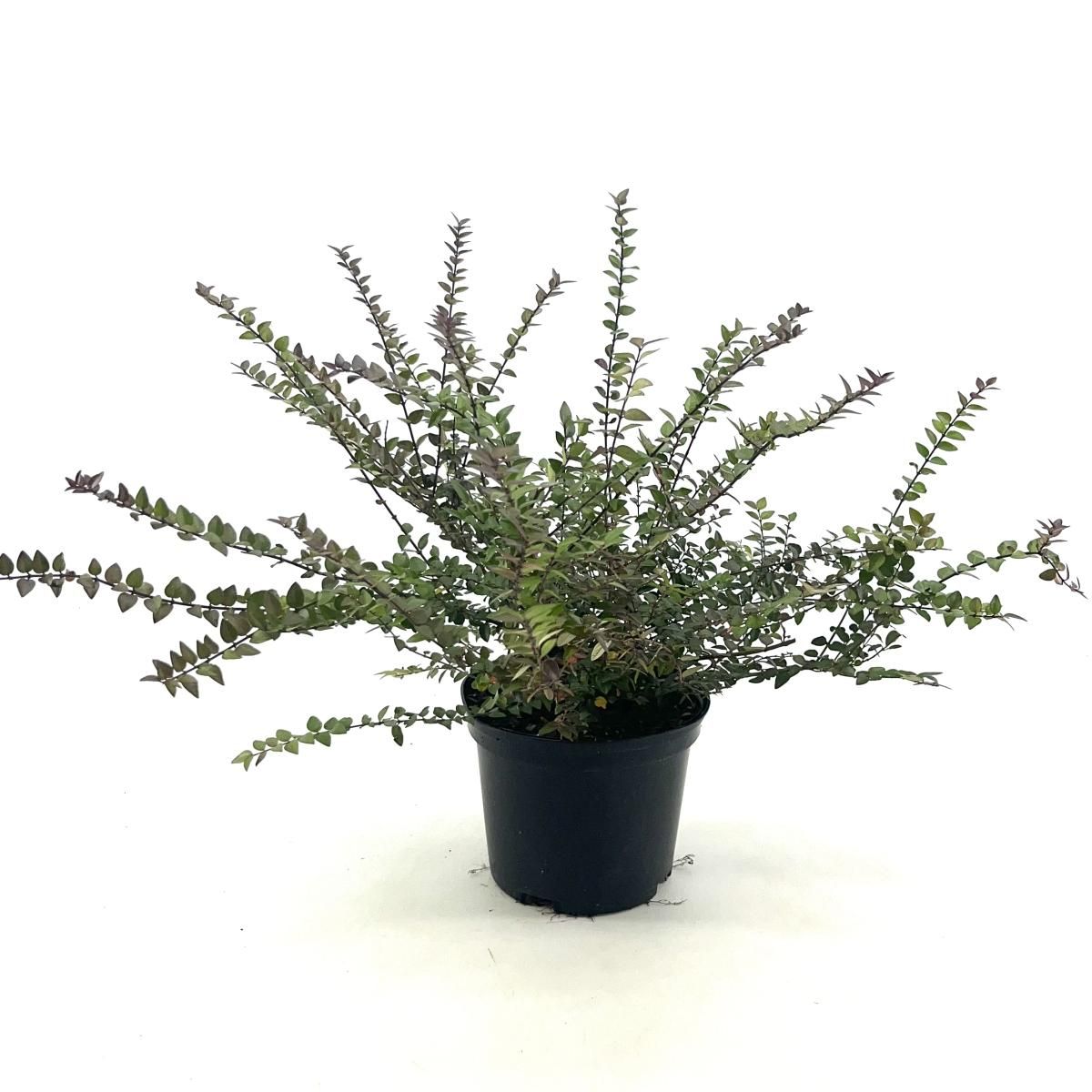 Lonicera nit. G. Cl. Purple Storm, D 17