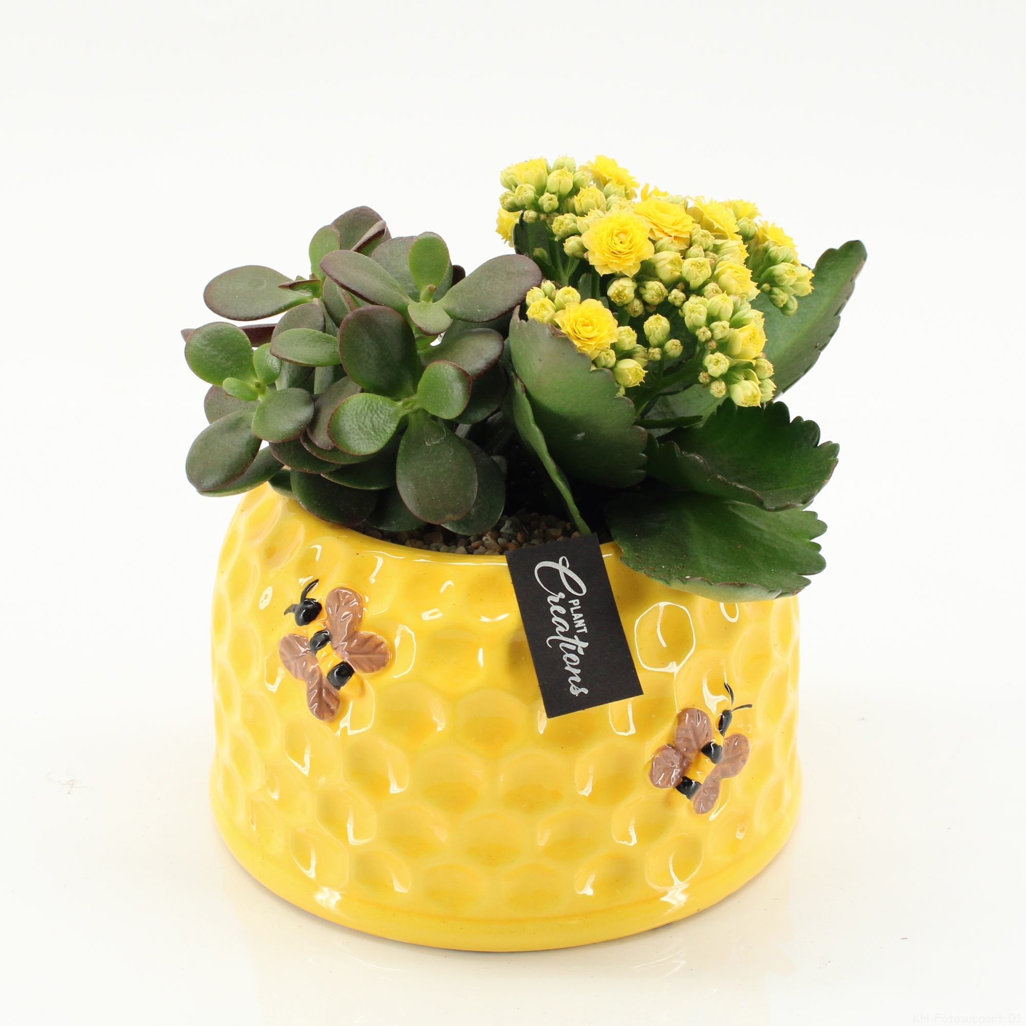 ESCR-2637 Essentials, D 16