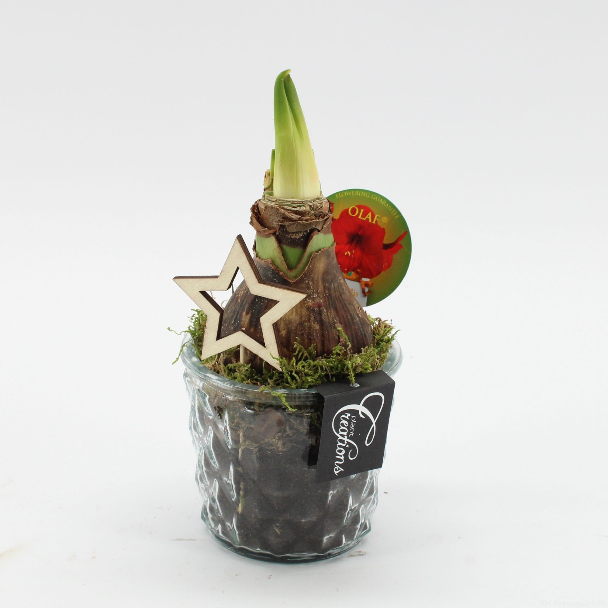 HXFD-2501R Xmas Amaryllis Fundamentals, D 12 cm