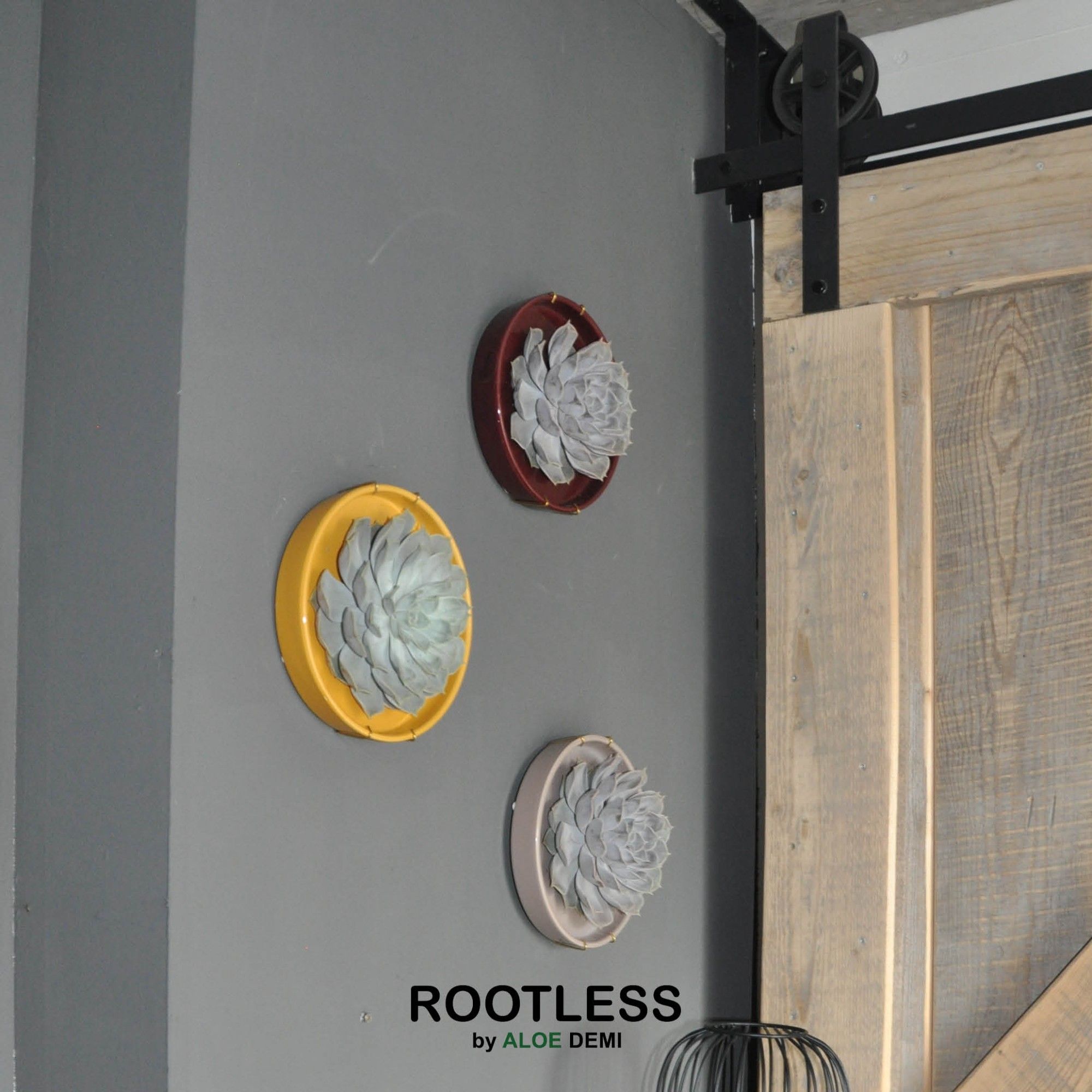 ROOTLESS x WALL ART Echeveria, Squirrel bowl, D 20 cm