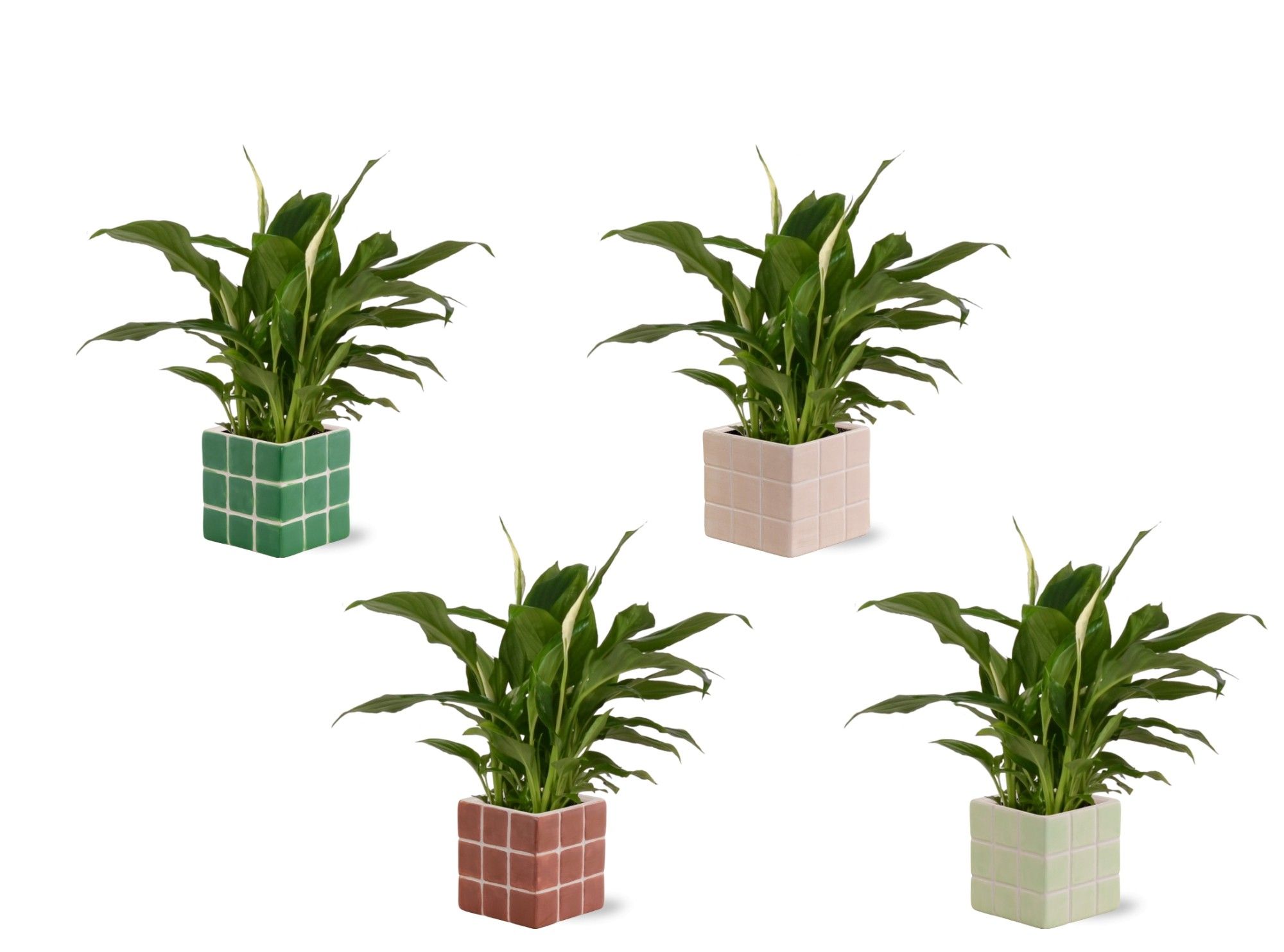 Collectie 'Natural Bubble' - Spathiphyllum in Pip keramiek, D 12