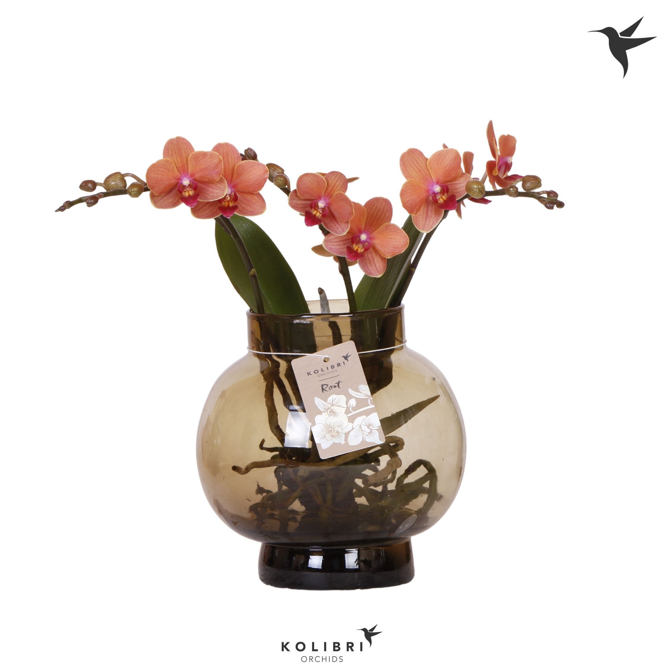 Kolibri Orchids Phalaenopsis Roots orange in glas bowl brown, D 16