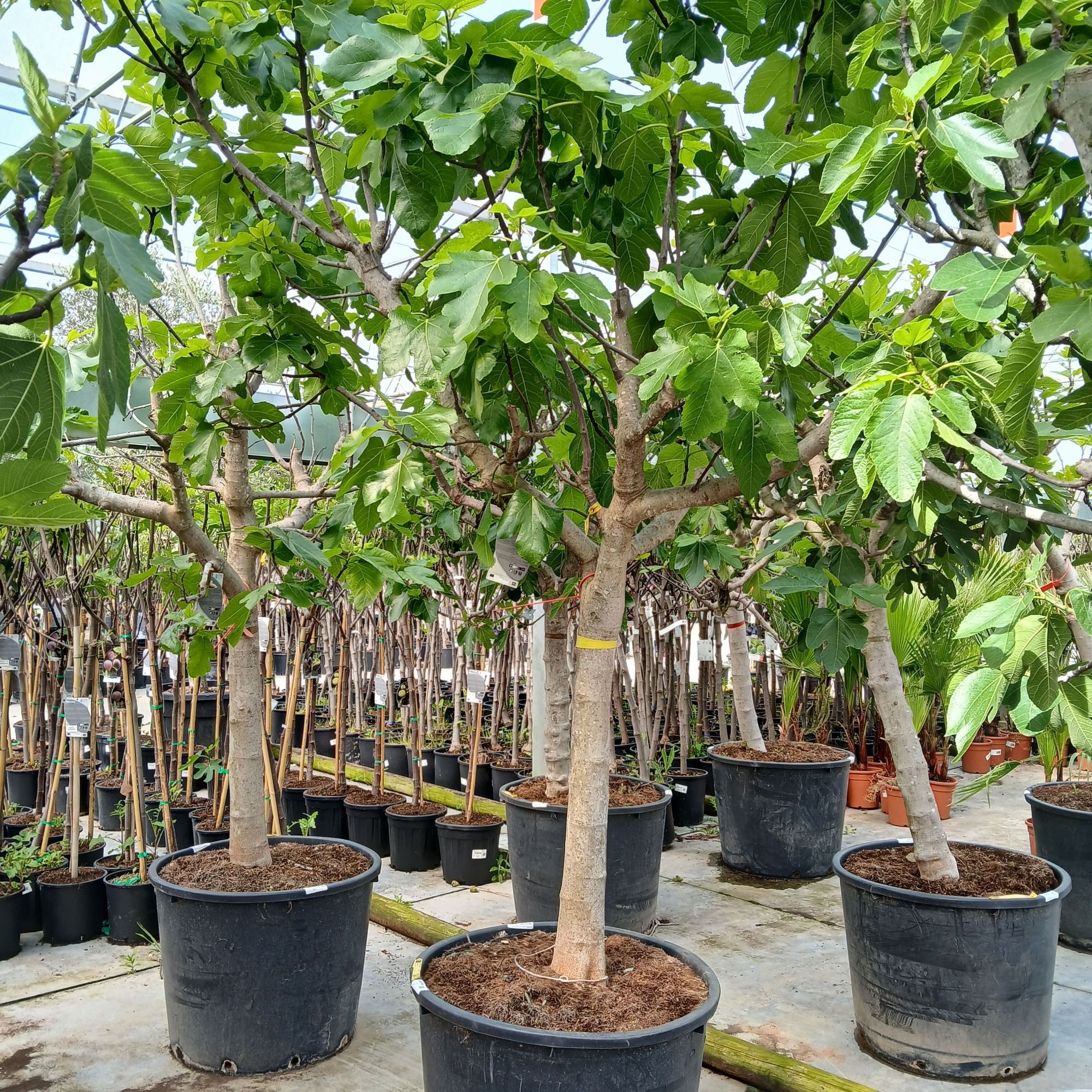 ficus carica, D 60