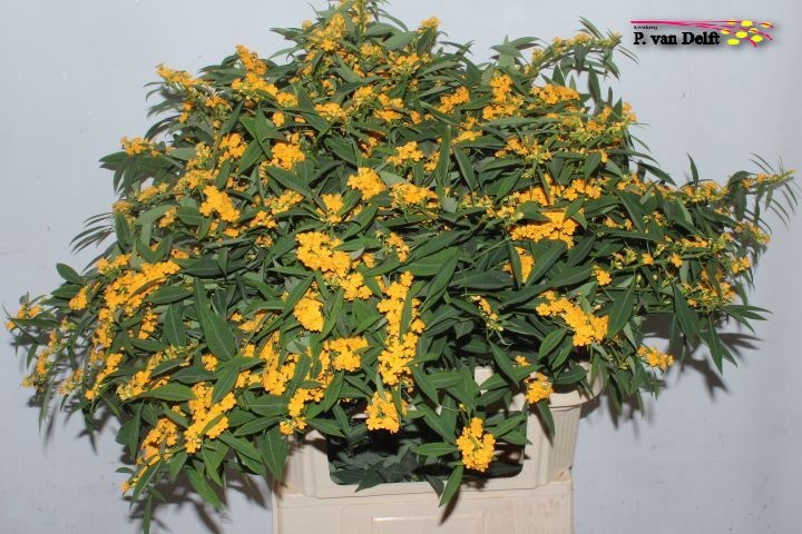 Эуфорбия куст. Крим Еллоу Ривер 80, шт.