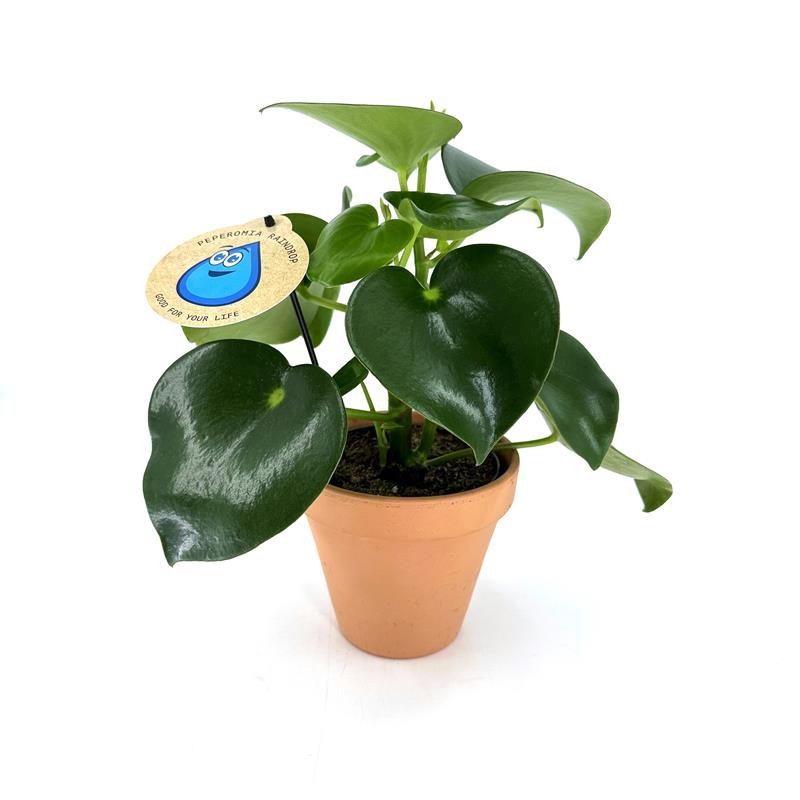 PEPEROMIA POLYBOTRYA H 1135, D 14 cm