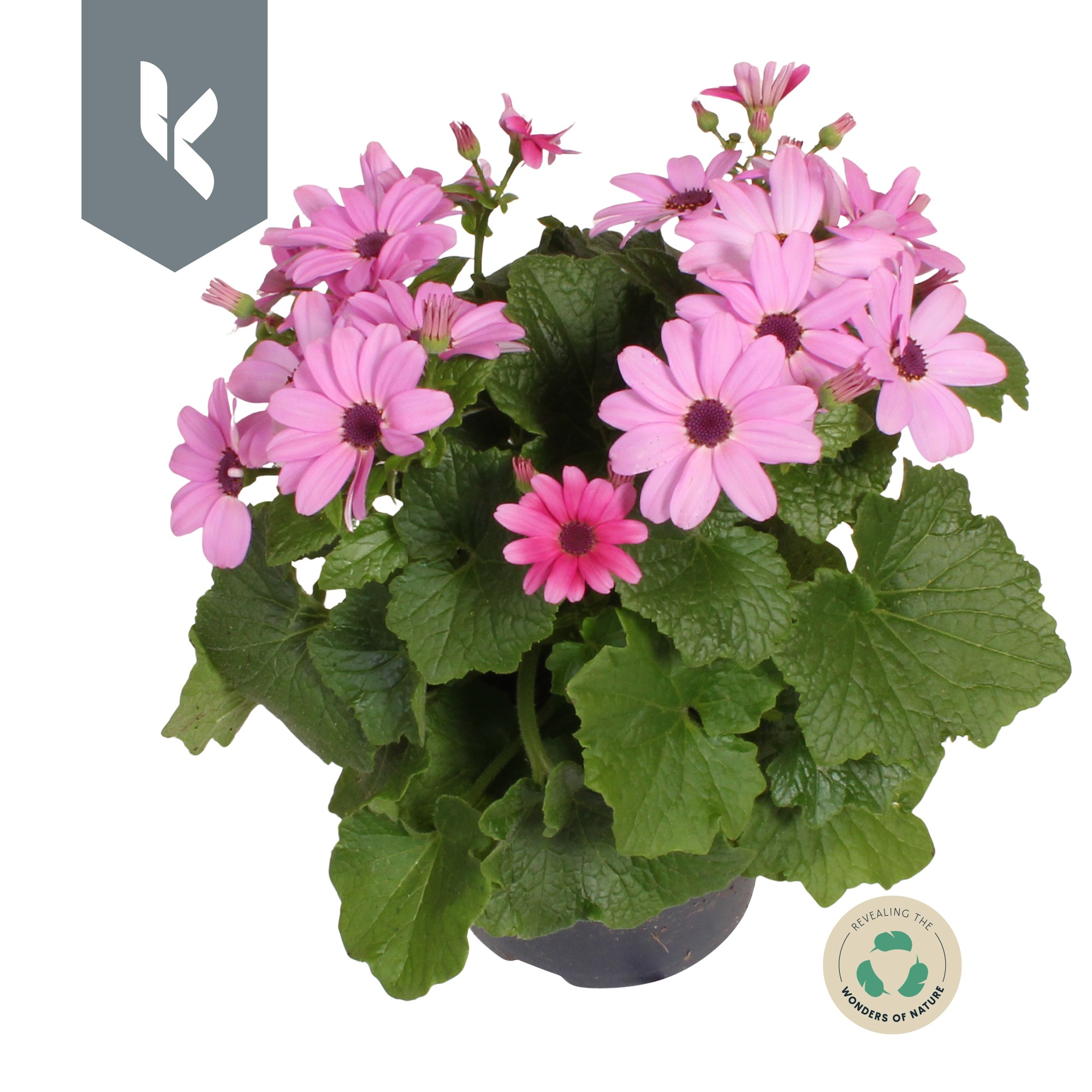 Senetti Pink, D 12