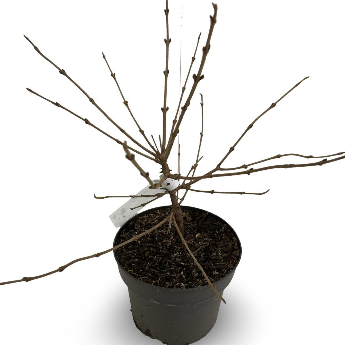 Viburnum plic. 'Mariesii', D 21