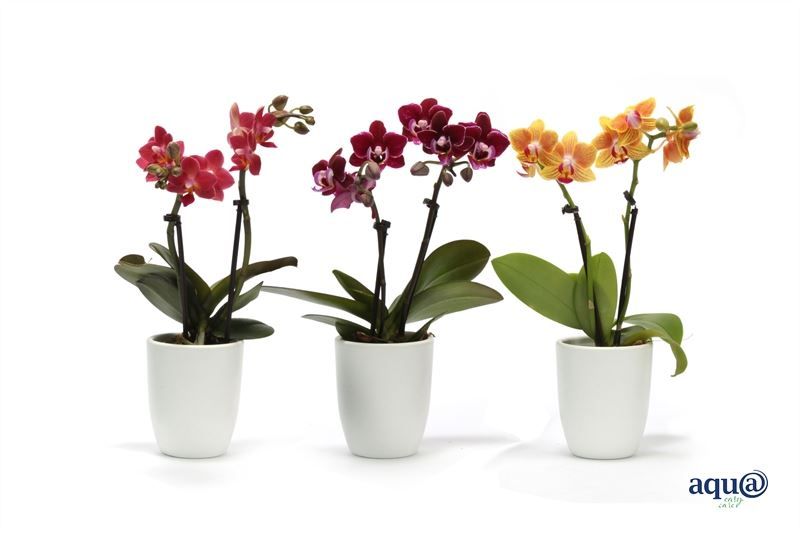 Hugo p06 white Phal Tiny Dolls mix 2T10+ Aqu@, D 6