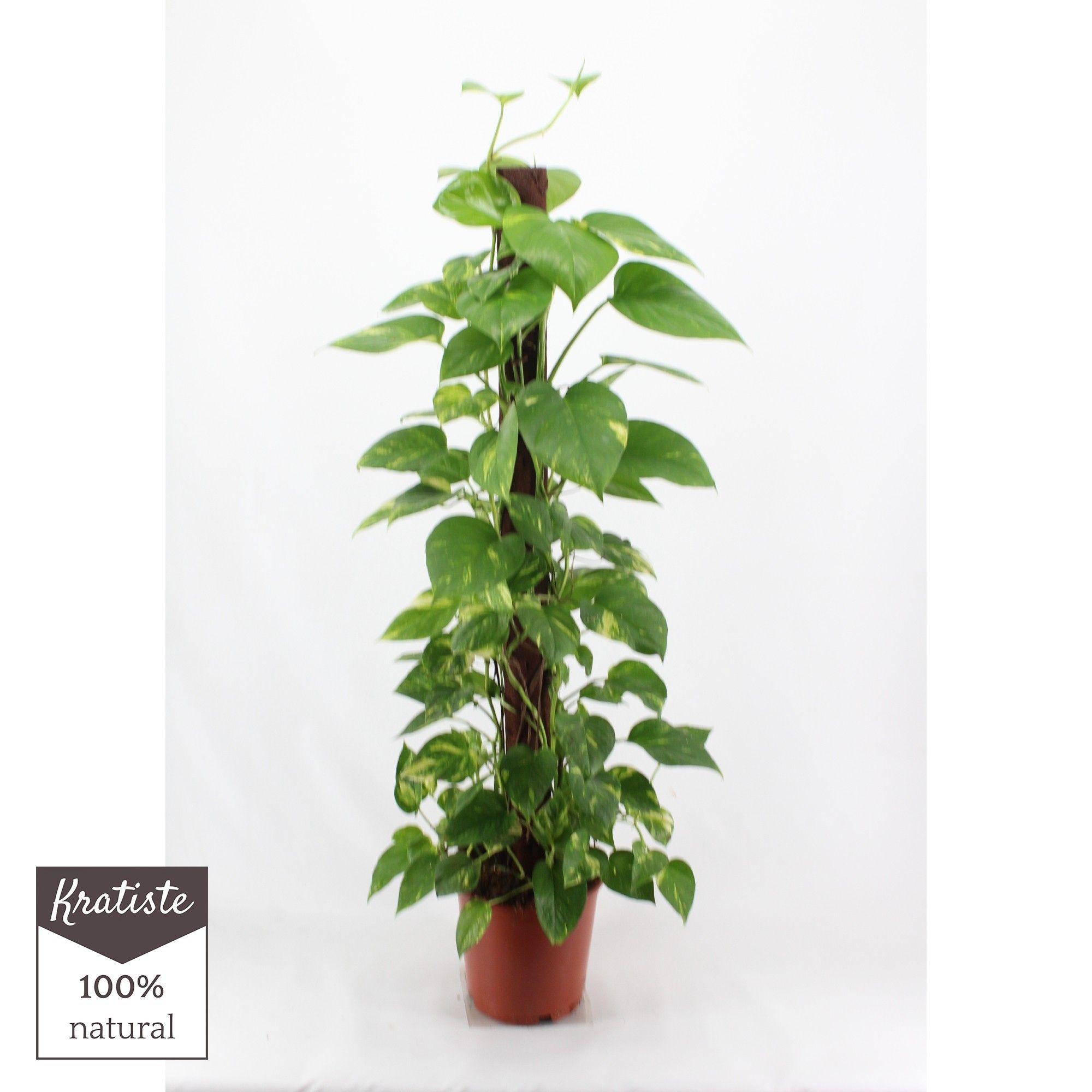 epipremnum aureum kratiste klimstok 120cm, D 24