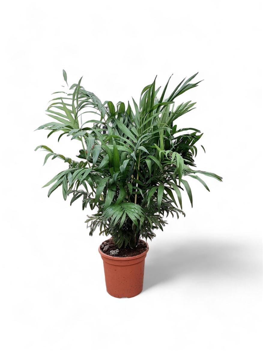 Chamaedorea Elegans, D 21 cm Chamaedorea Elegans, D 21 cm