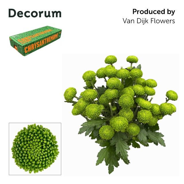 Хризантема куст. Делигрин 70 (зел.), шт.