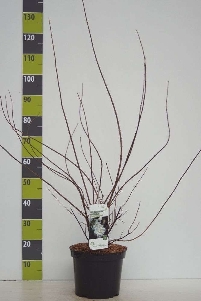 Philadelphus Schneesturm C 7,5, D 27