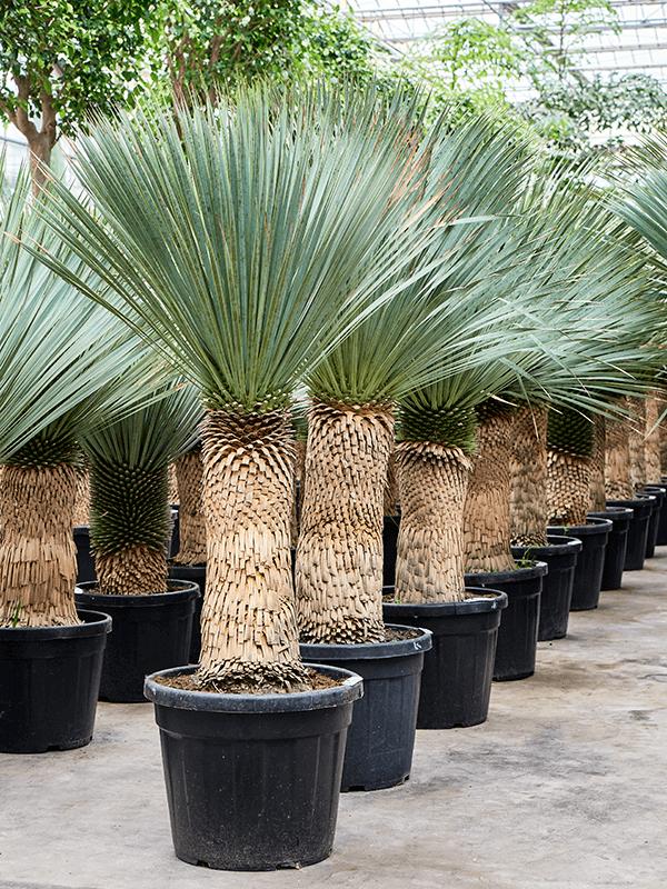 Yucca rostrata (170-200), D 48