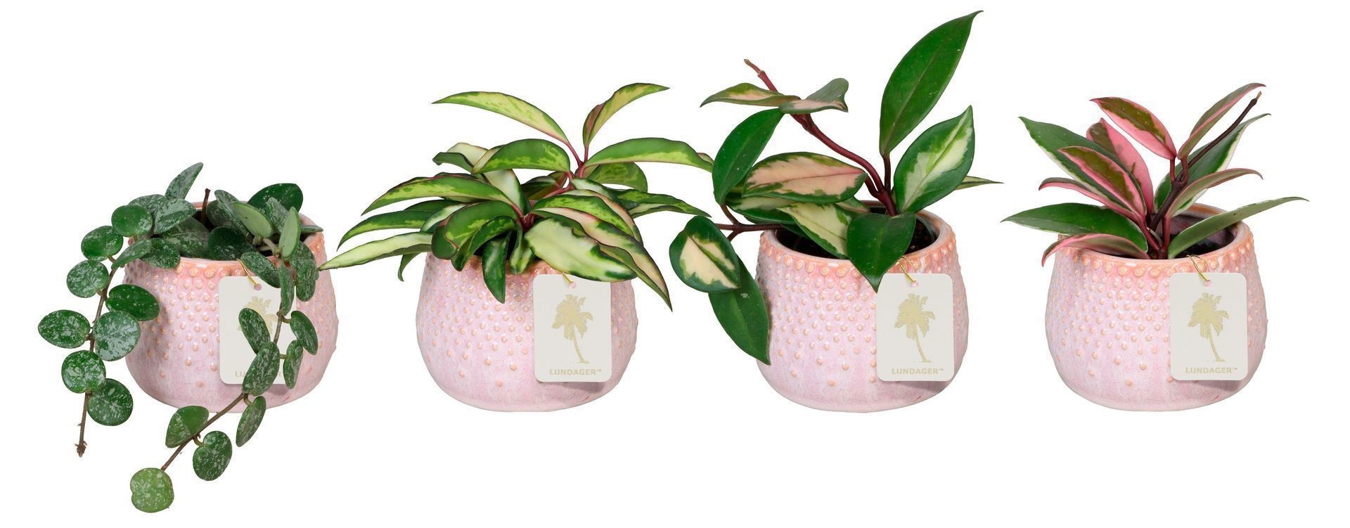 L 67264 With Hoya Mix 6 cm, D 6