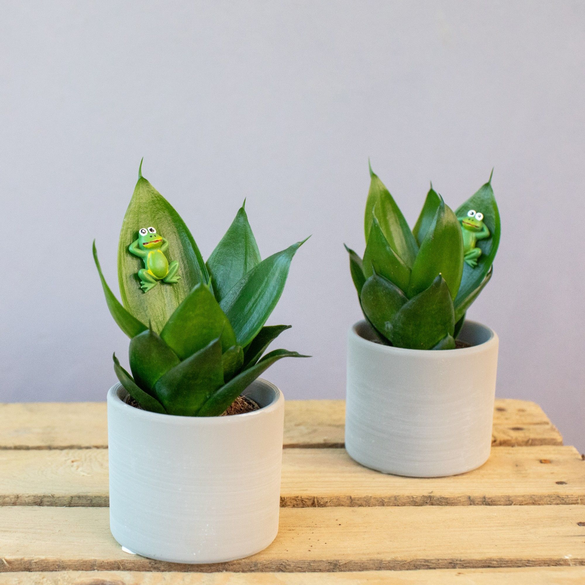 Little Frog Creations 6 cm, D 7