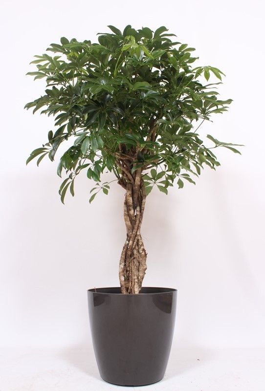 Schefflera arboricola Compacta in San Remo "antraciet", D 36
