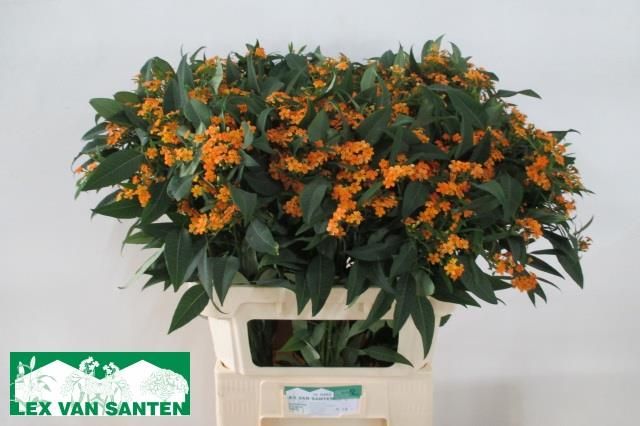 Эуфорбия куст. Санстрим 80, шт.