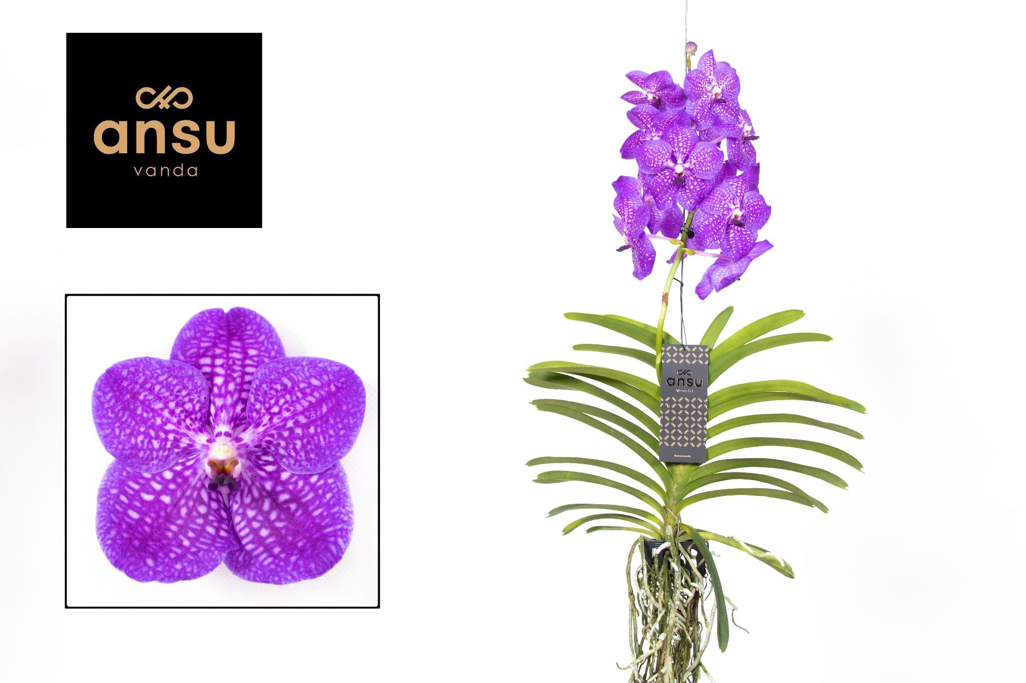 Vanda New blue, D 19