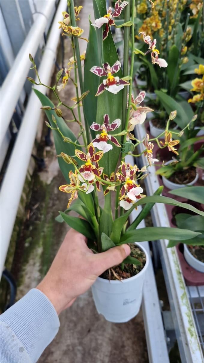 Barrocco Bronze, 2-spike 'Orchid Collection', D 12 cm